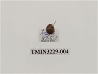 藏品(纖麗瓢蟲)的圖片